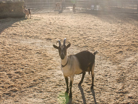 Currently, there are 19 French Alpine Goats living on Chivas farm.