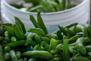 Fresh green peas at Meiners Oaks Earth Day Farmers Market.