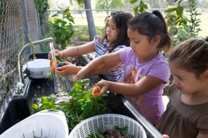 Washing veggies.