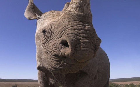 At least one rhino is killed every day due to the mistaken belief that rhino horn can cure diseases like cancer and treat a variety of ailments including fever, blood disorders and hangovers. Photo: naturepl.com / Mark Carwardine / WWF-Canon