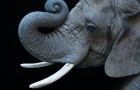 Goodlifer: Thailand Promises to End Ivory Trade
