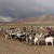 Conscious Cashmere, Gathered by Tibetan Nomads